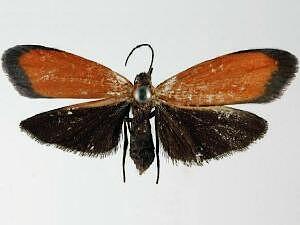 Propyria schausi