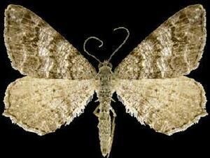 Macaria marmorata