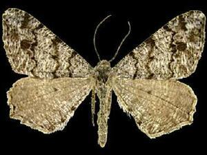Macaria marmorata