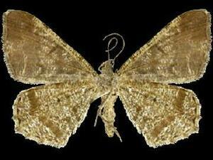 Macaria marmorata