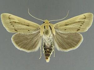 Copablepharon columbia