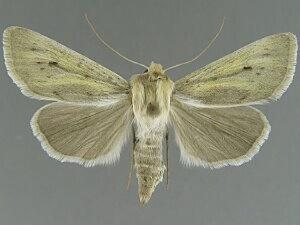 Copablepharon viridisparsa