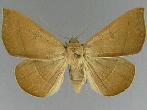 Epidromia rotundata
