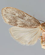 Bruceia pulverina