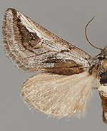 Policocnemis ungulatus