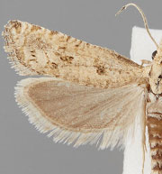 Pelochrista ainsliei