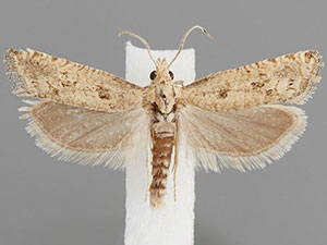 Pelochrista ainsliei