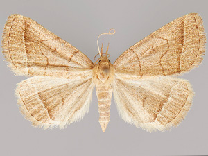 Zanclognatha cruralis