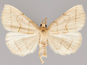 Zanclognatha cruralis