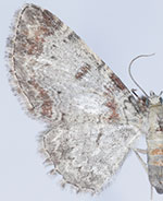 Eupithecia helena