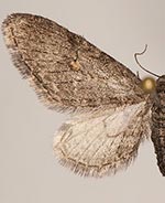 Eupithecia scabrogata