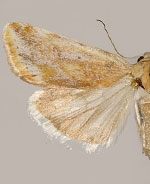 Ponometia mcdunnoughi