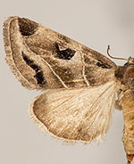 Plagiomimicus nr. triplagiatus