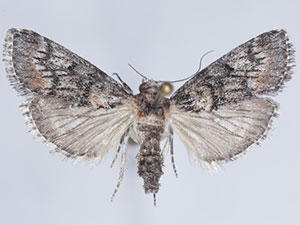 Cacozelia interruptella