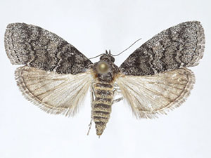Pococera fuscolotella