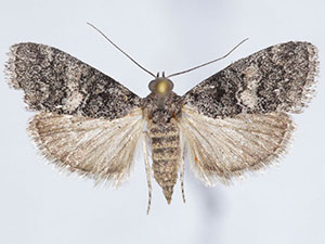 Pococera fuscolotella