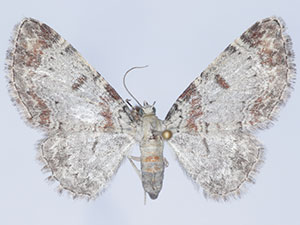 Eupithecia helena