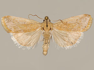 Ponometia mcdunnoughi