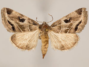 Plagiomimicus nr. triplagiatus