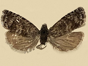 Pammene bowmanana