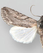 Infralathosea unicornis