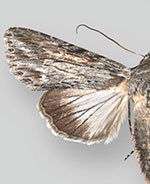 Eulathosea obtusa