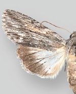 Eulathosea obtusa