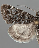 Orenaia arcticalis