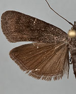 Pyla serrata