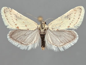 Cuneifrons coloradensis