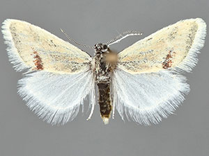 Chlorobaptella rufistrigalis