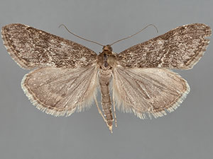 Evergestis palousalis