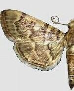 Bicilia iarchasalis