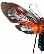 Cosmosoma teuthras