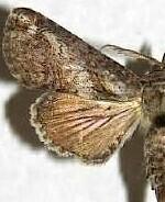 Paectes obrotunda