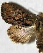 Acroria pulchra