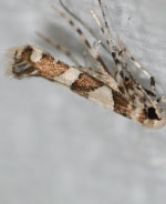 Telamoptilia malvavisci