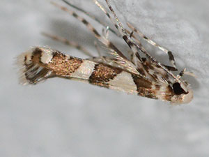 Telamoptilia malvavisci