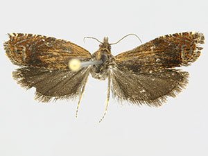 Eucosma johnsoni