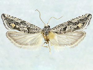 Eucosma paiuteana