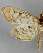 Herpetogramma thestealis