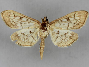 Herpetogramma thestealis
