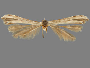 Pselnophorus chihuahuaensis