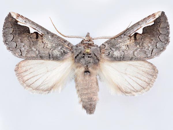 Moth Photographers Group – Symmerista solistella – 7954.2