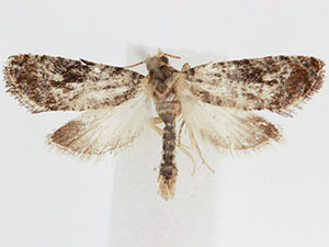 Paralobesia rougemontensis