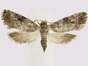 Paralobesia rougemontensis
