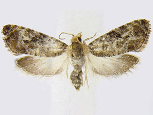 Paralobesia rougemontensis