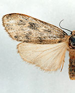 Bruceia pulverina