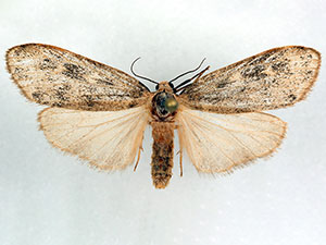 Bruceia pulverina