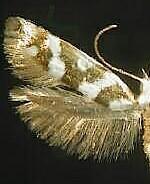 Argyresthia calliphanes